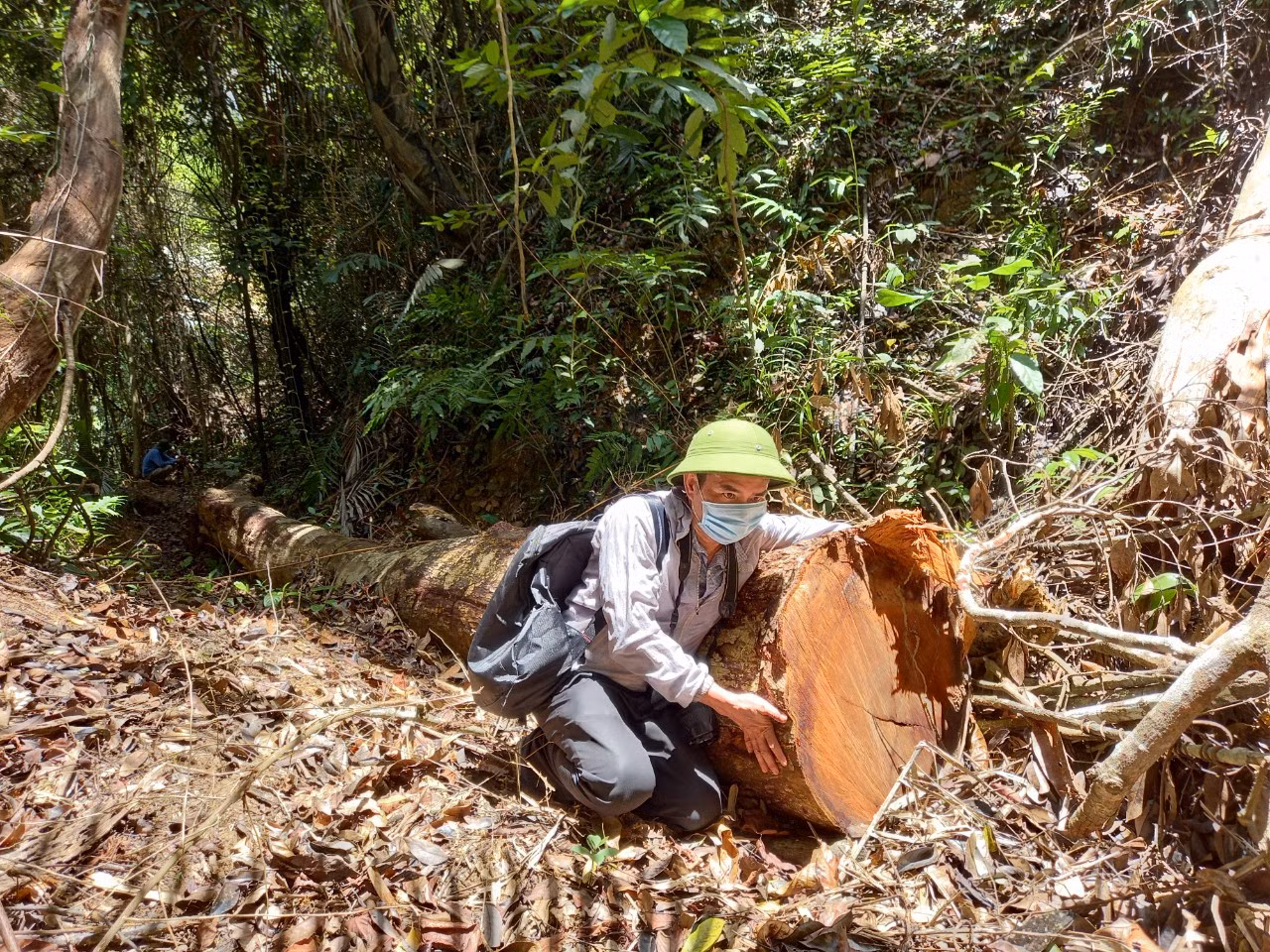 Thường trực Tỉnh ủy Phú Yên chỉ đạo kiểm tra, điều tra và xử lý các vụ phá rừng báo chí đã nêu -1