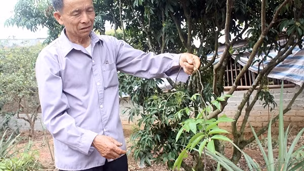 “Thần dược” núi Dành