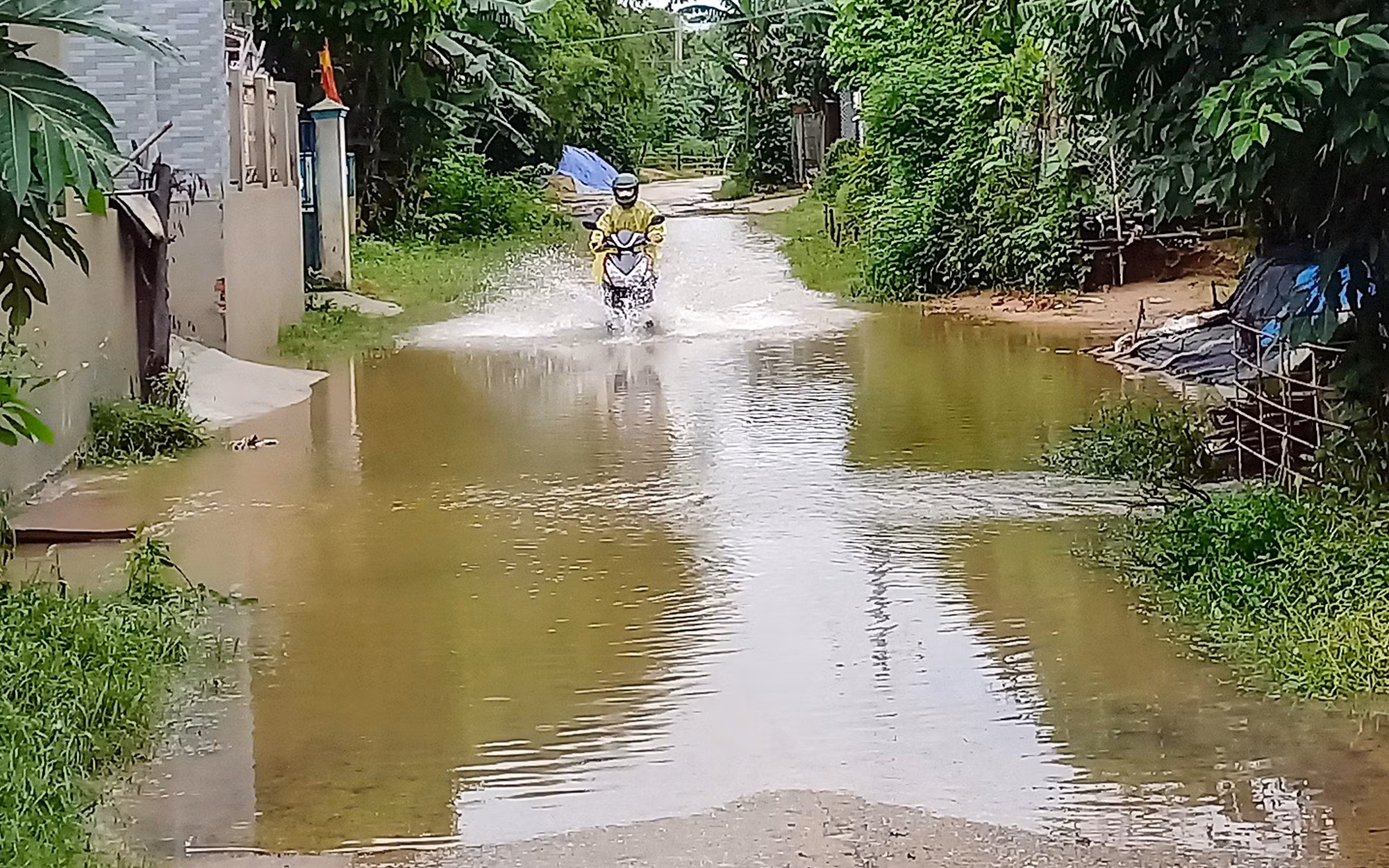 Hàng ngàn héc-ta lúa ngập úng, ngã đổ, nông dân Quảng Nam méo mặt -0