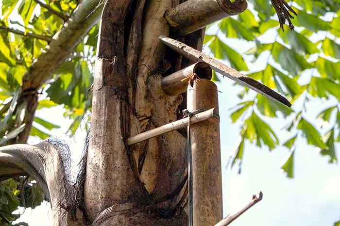 “Rượu trời” vùng biên viễn -0
