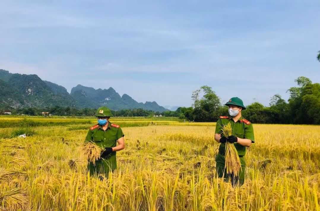Chiến sỹ Công an gặt lúa giúp dân “chạy” bão số 5 -1