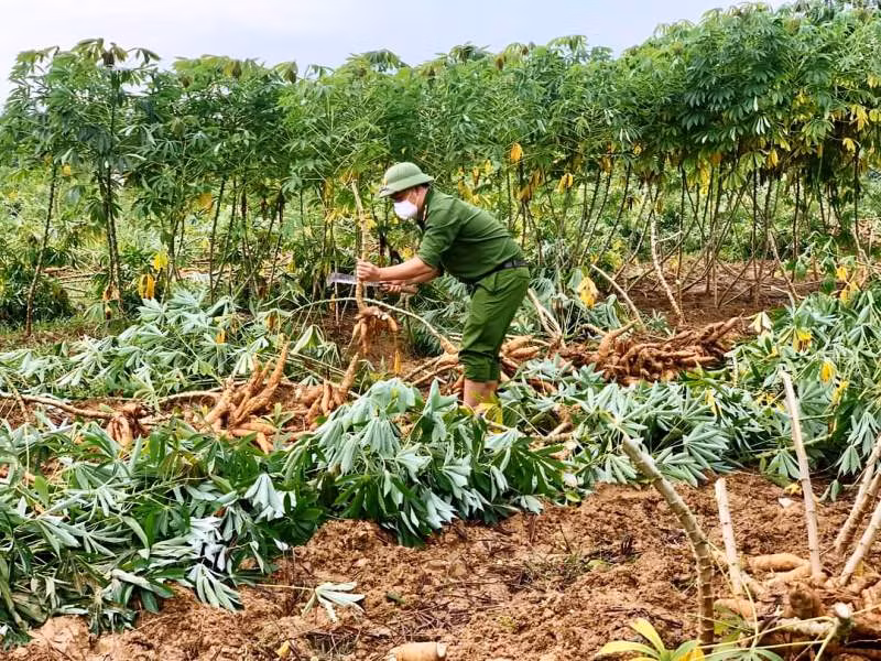 Giúp dân thu hoạch sắn tránh mưa gió làm hư hỏng -0