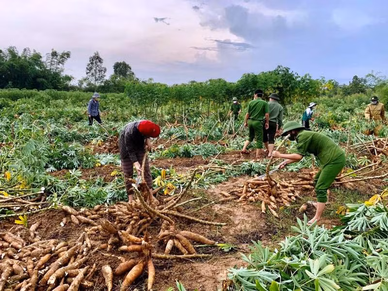 Giúp dân thu hoạch sắn tránh mưa gió làm hư hỏng -0