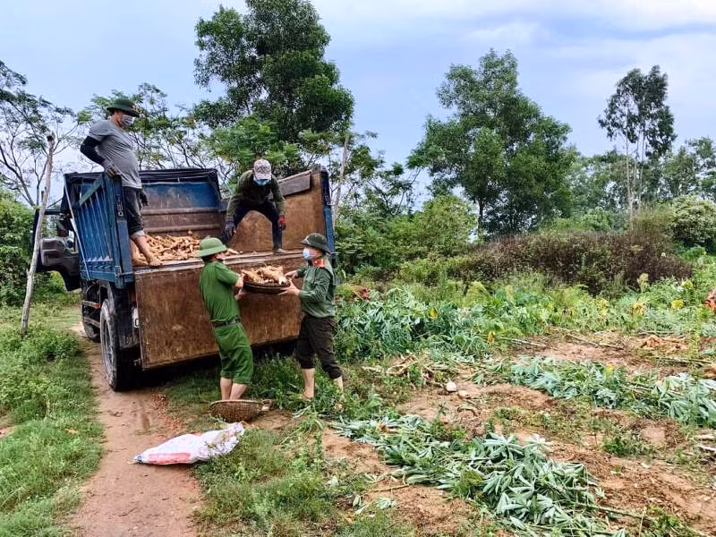 Giúp dân thu hoạch sắn tránh mưa gió làm hư hỏng -0