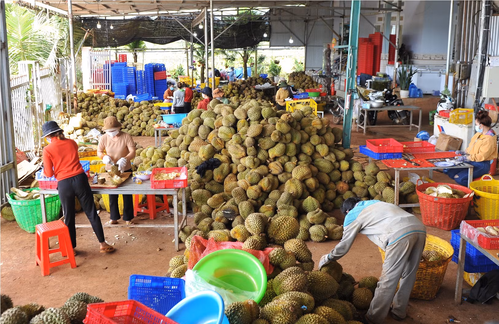 Vụ nông dân lo lắng khi huyện “cấm” đi rẫy: Đã cho người dân đi rẫy và thu mua nông sản trở lại -0