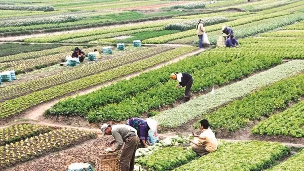 Người dân có đất nông nghiệp bị thu hồi sẽ được bồi thường bằng nhà ở