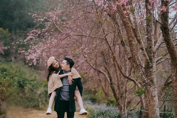 Langbiang chớm xuân, mai anh đào rực nở -0