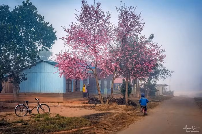 Langbiang chớm xuân, mai anh đào rực nở -0