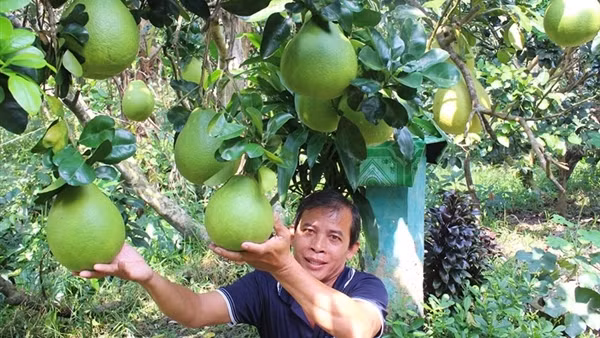 Phong phú trái cây miền Tây Nam Bộ cung ứng thị trường Tết