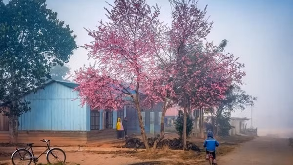 Mai anh đào rực rỡ trong chớm Xuân Langbiang