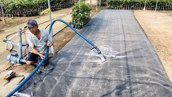 Nông dân miền Tây với nỗi lo hạn, mặn dịp Tết