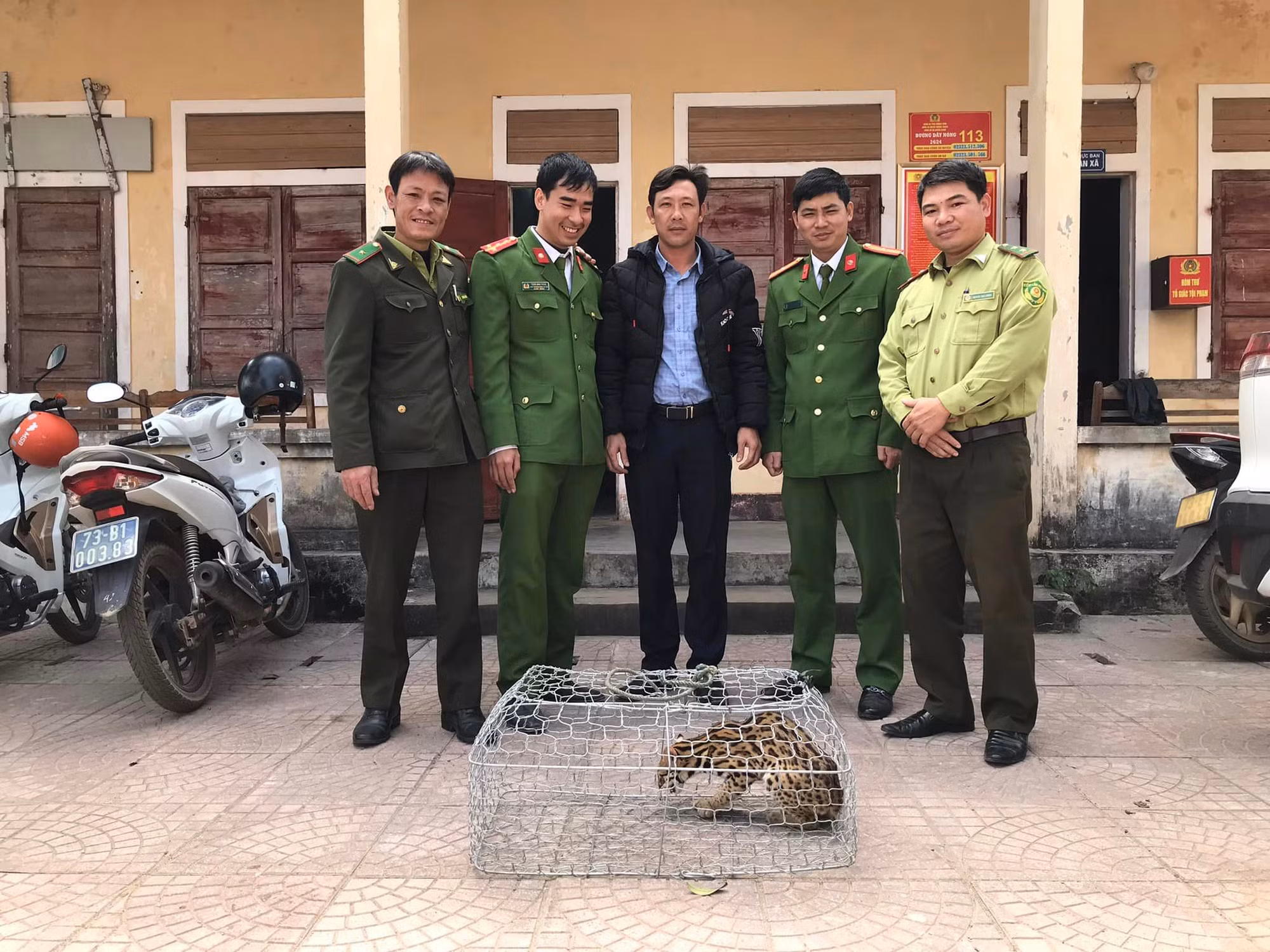 Thả mèo rừng tuyệt đẹp về môi trường tự nhiên ở Phong Nha Kẻ Bàng -0