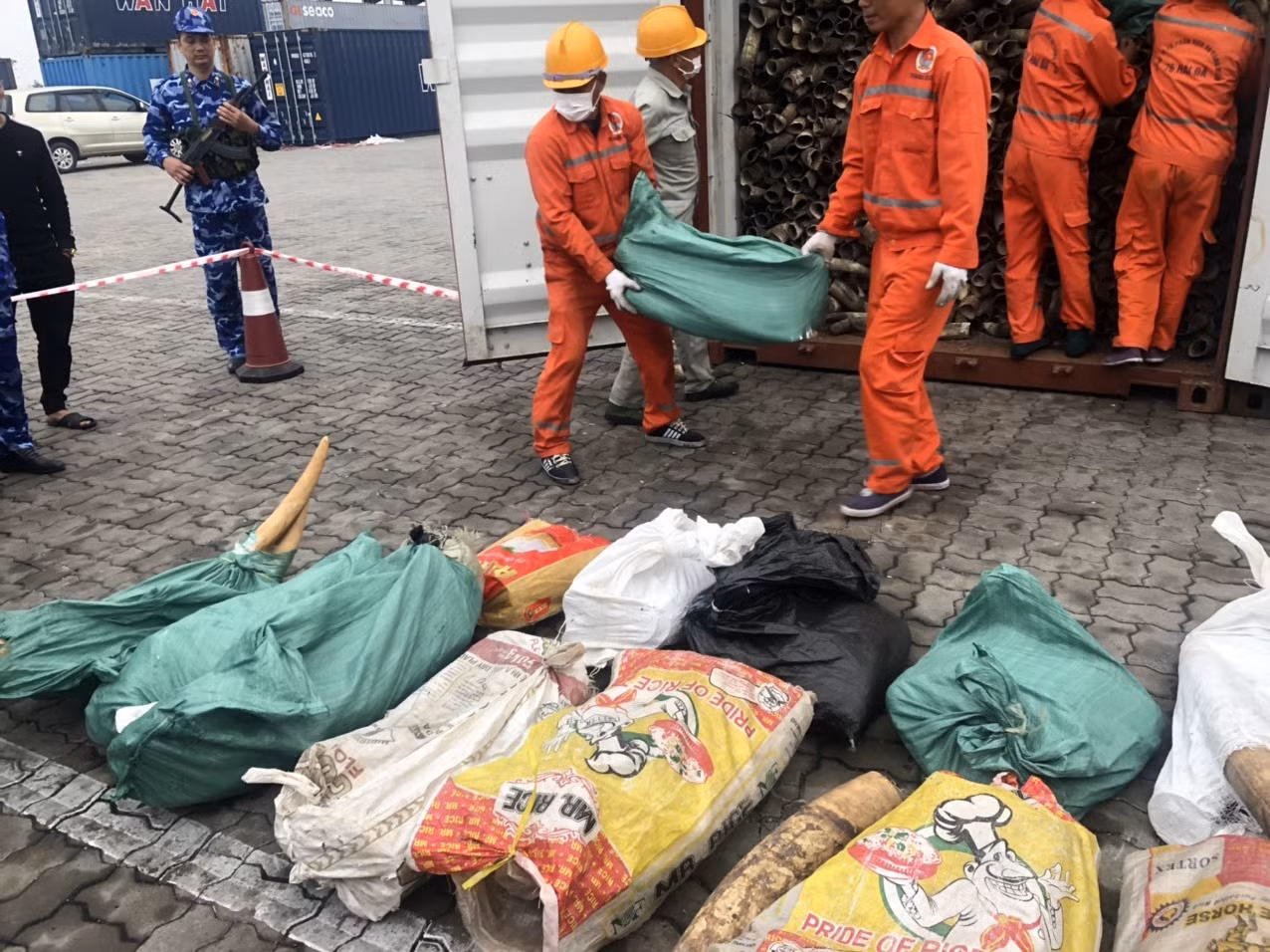 Bắt giữ gần nửa tấn ngà voi nhập lậu qua cảng Hải Phòng -0