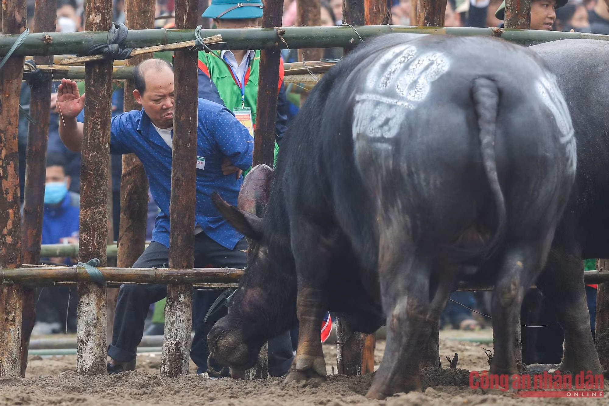 Tưng bừng hội chọi trâu truyền thống Hải Lựu -2