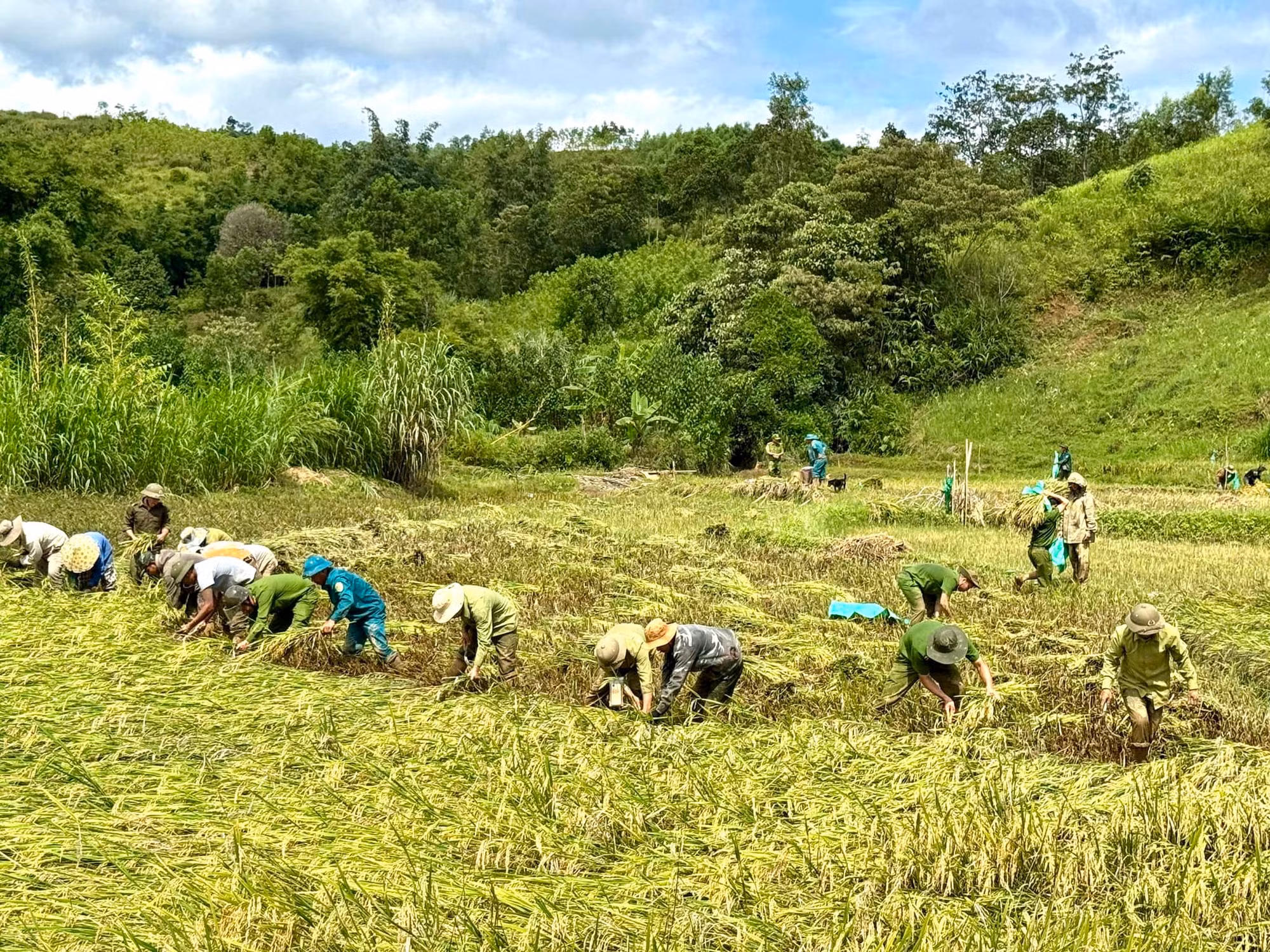 Công an xã lội bùn giúp người dân miền núi A Lưới thu hoạch lúa sau bão -0