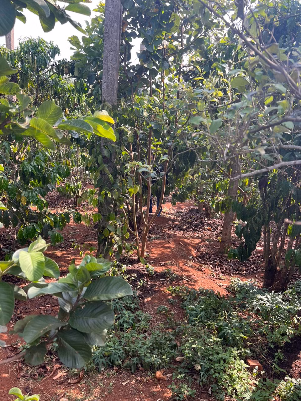 Triệt phá đường dây khép kín - trồng, thu hoạch, đóng gói, mang đi tiêu thụ lá cần sa -0