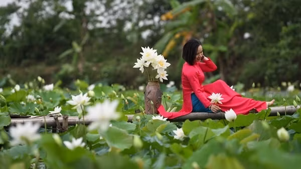 Ngắm đầm sen trắng tinh khôi ở ngoại thành Hà Nội