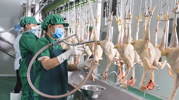 Đề nghị Chính phủ tháo gỡ khó khăn cho chăn nuôi gia cầm trước nguy cơ phá sản