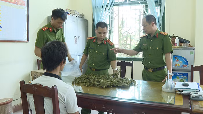 Phát hiện 900 cây cần sa trồng trái phép -1