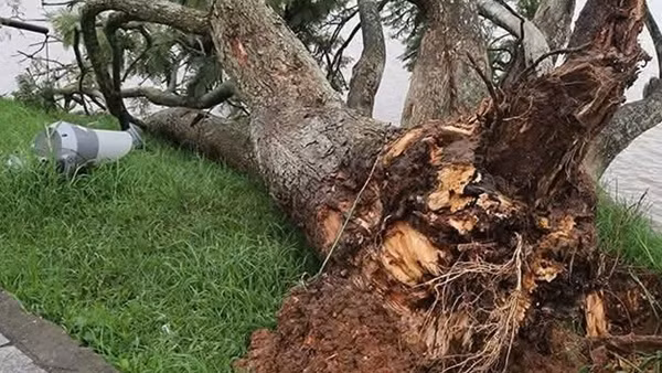 Cây phượng tím đẹp nhất Đà Lạt gãy đổ bên Hồ Xuân Hương