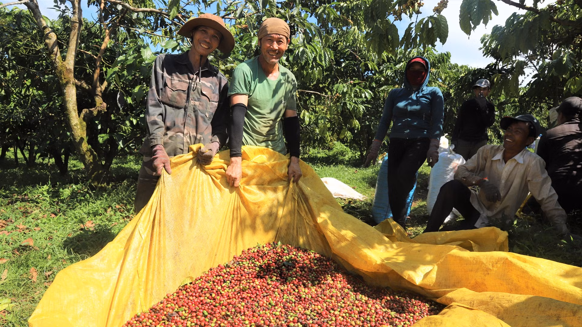 Bảo đảm an ninh cho mùa cà phê bội thu -0