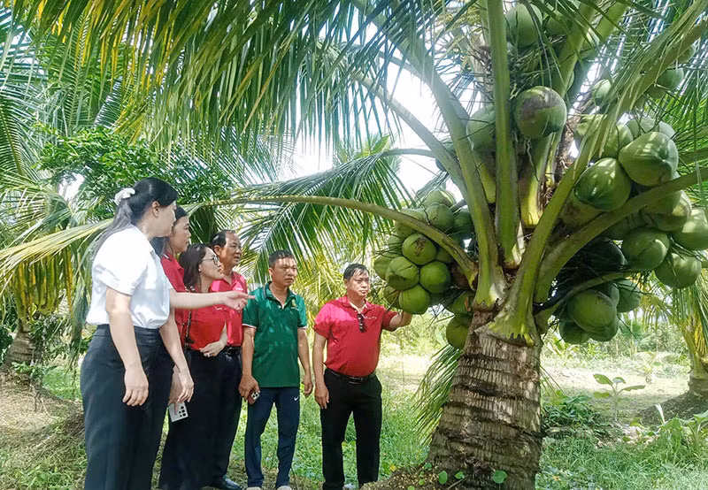 Agribank chi nhánh Trà Vinh đồng hành phát triển đặc sản Dừa sáp -1