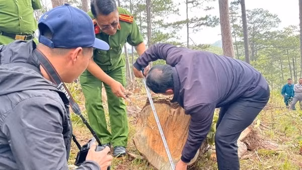 Tạm giữ 3 đối tượng khai thác gỗ thông trong rừng phòng hộ