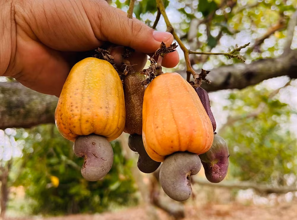 Mùa vàng dưới những rặng cây -0
