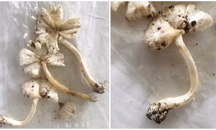 Cảnh báo nguy cơ tử vong do ăn nấm lạ -0
