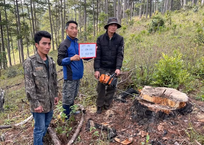 Ba đối tượng khai thác gỗ thông trong rừng phòng hộ -0