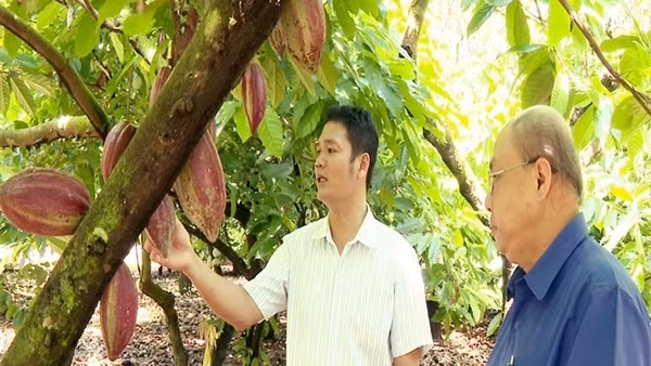 Ca cao tăng giá, nông dân vui mừng