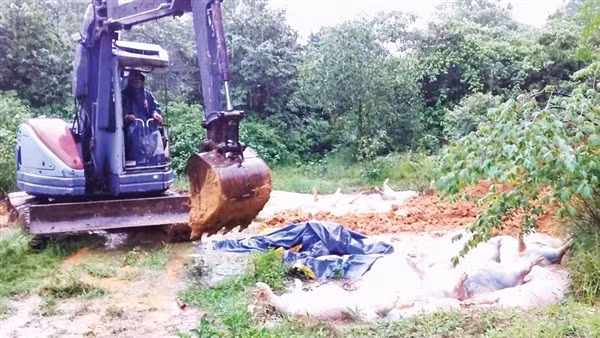 Không tuân thủ quy định phòng, chống dịch bệnh, bị phạt 7,5 triệu đồng ảnh 3