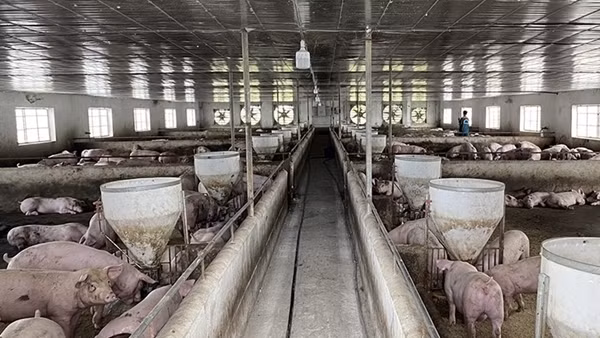 Một công ty bị xử phạt 1,25 tỷ đồng do vi phạm bảo vệ môi trường
