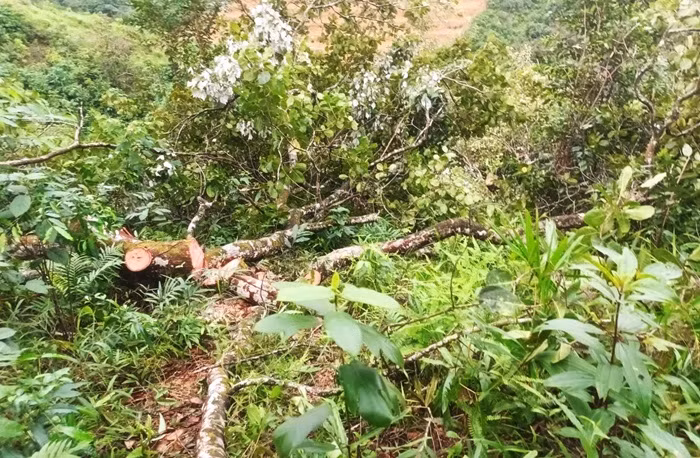 Công an vào cuộc vụ 2ha điều bị cưa trắng -0