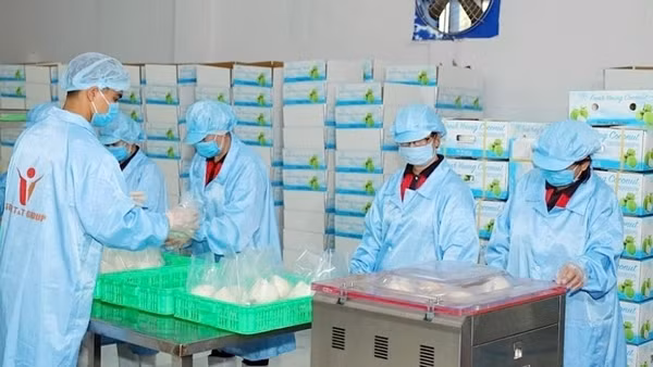 Dừa tươi xuất khẩu chính ngạch sang Trung Quốc dự báo tăng mạnh