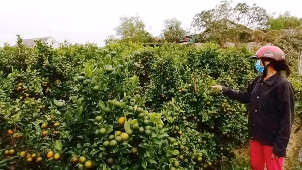Ảm đạm mùa mai Tết ở “thủ phủ” mai vàng miền Trung ảnh 2