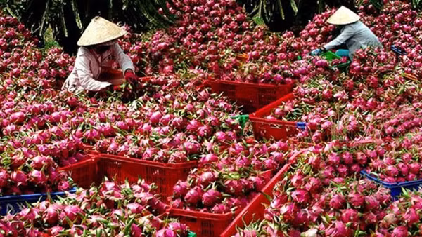 Khôi phục hoạt động xuất nhập khẩu tại Cửa khẩu Kim Thành ảnh 3