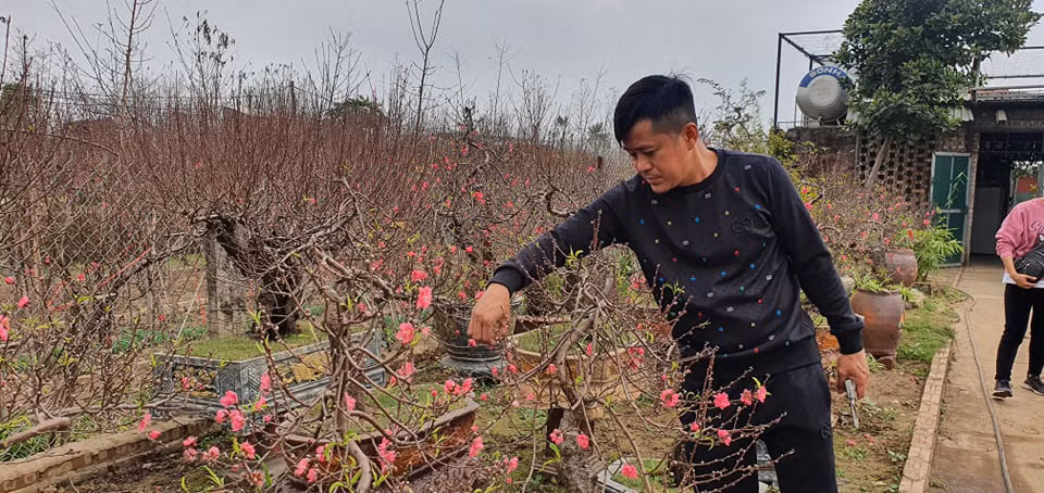 Nhật Tân được mùa đào -0
