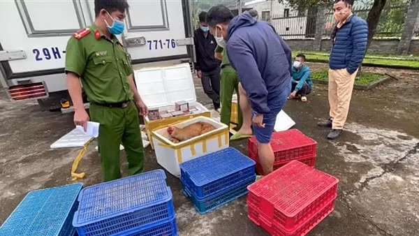 Vườn Quốc gia Phong Nha-Kẻ Bàng tiếp nhận 7 con hổ Đông Dương ảnh 4