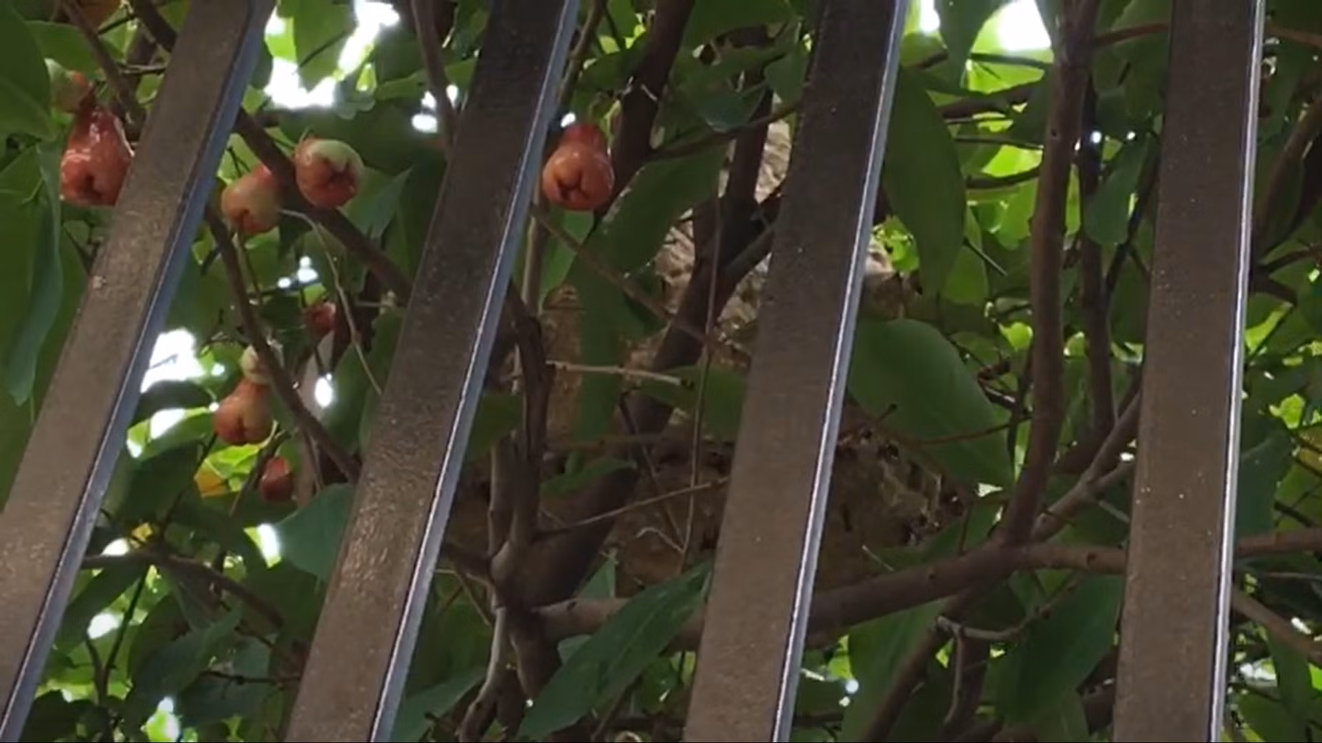 Dân thở phào vì tổ ong vò vẽ sát nhà đe dọa trẻ nhỏ được xử lý -0
