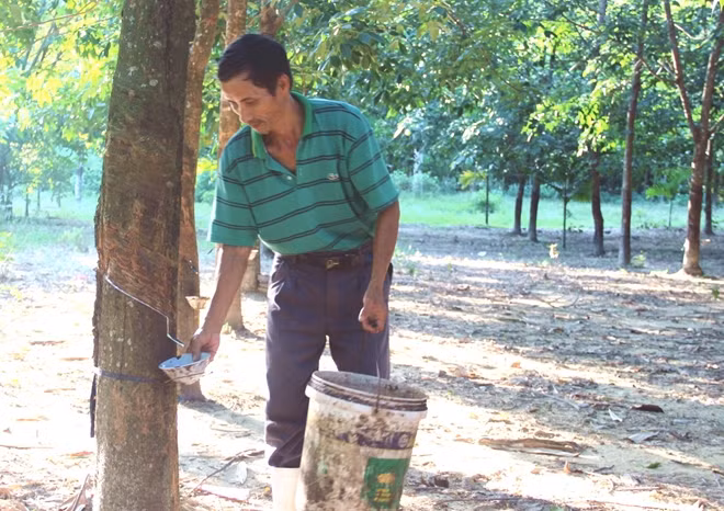 Giá bán mủ cao su giảm mạnh khiến người trồng cao su ở tỉnh Thừa Thiên-Huế khó khăn. Giá bán mủ cao su giảm mạnh khiến người trồng cao su ở tỉnh Thừa Thiên-Huế khó khăn.