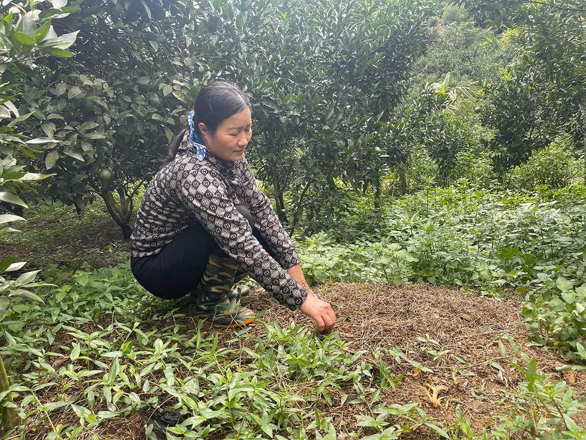 “Giun tặc” hoành hành, người nông dân như ngồi trên đống lửa -0
