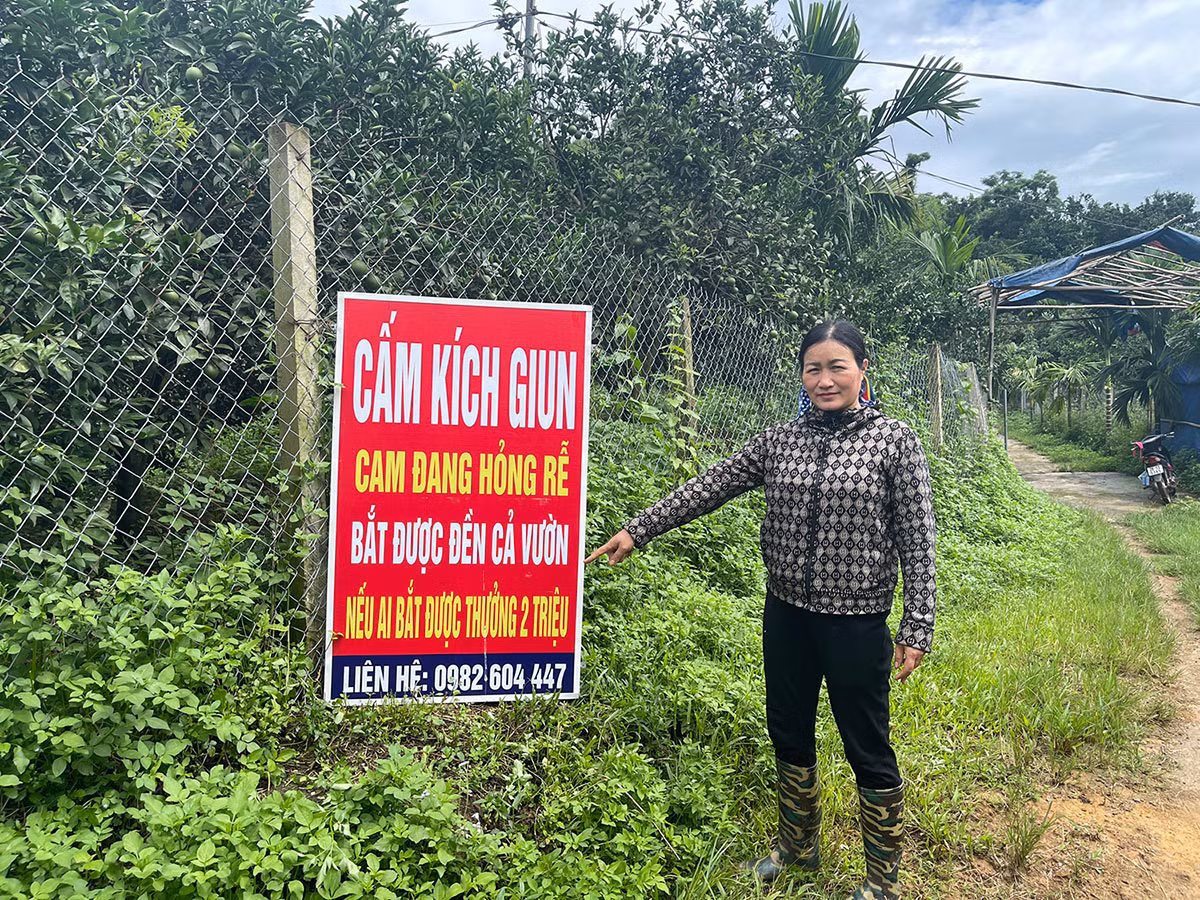 “Giun tặc” hoành hành, người nông dân như ngồi trên đống lửa -0