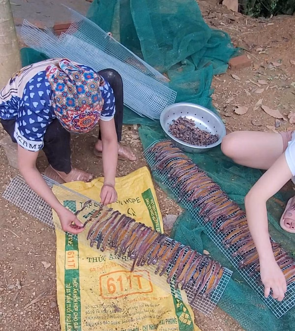 “Giun tặc” hoành hành, người nông dân như ngồi trên đống lửa -0