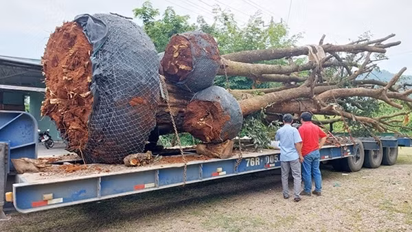 Xác định nguồn gốc các cây gỗ cổ thụ quá khổ vận chuyển trên Quốc lộ