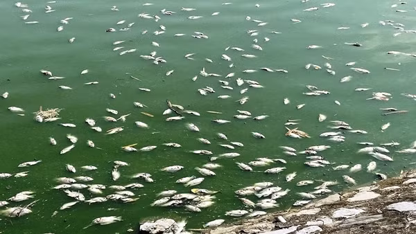 Nghi nước mặn xâm thực, cá chết nổi trắng mặt hồ lớn nhất Hải Phòng