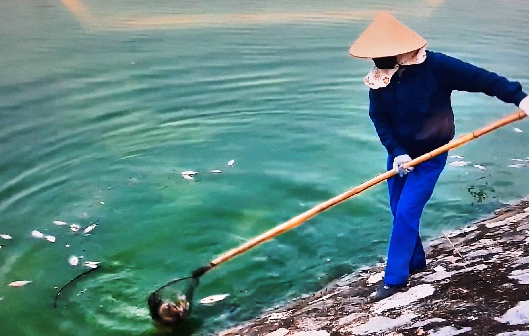 Nghi nước mặn xâm thực, cá chết nổi trắng mặt hồ lớn nhất Hải Phòng -0