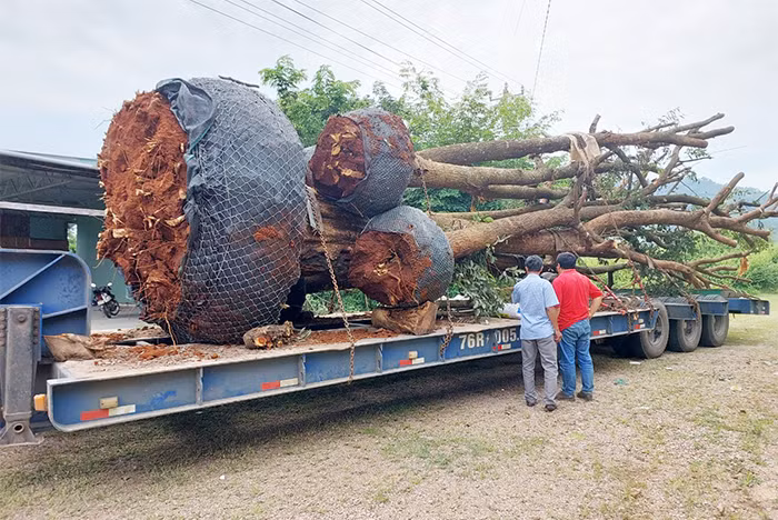 Xác định nguồn gốc các cây gỗ cổ thụ quá khổ vận chuyển trên Quốc lộ -0