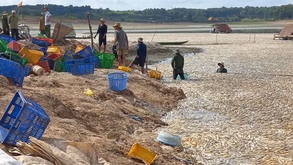 Vớt hàng trăm tấn cá chết bất thường trên hồ Sông Mây