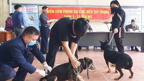 Hà Nội phấn đấu 12 quận nội thành đạt tiêu chuẩn vùng an toàn dịch bệnh dại